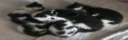 Mixed Breed cats for sale: 5 kittens - Advert 10