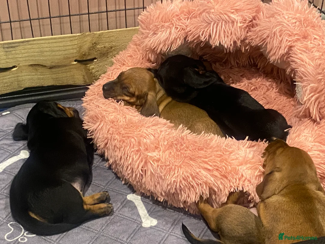 Miniature Dachshund dogs for sale: Miniature dachshund  - Advert 4