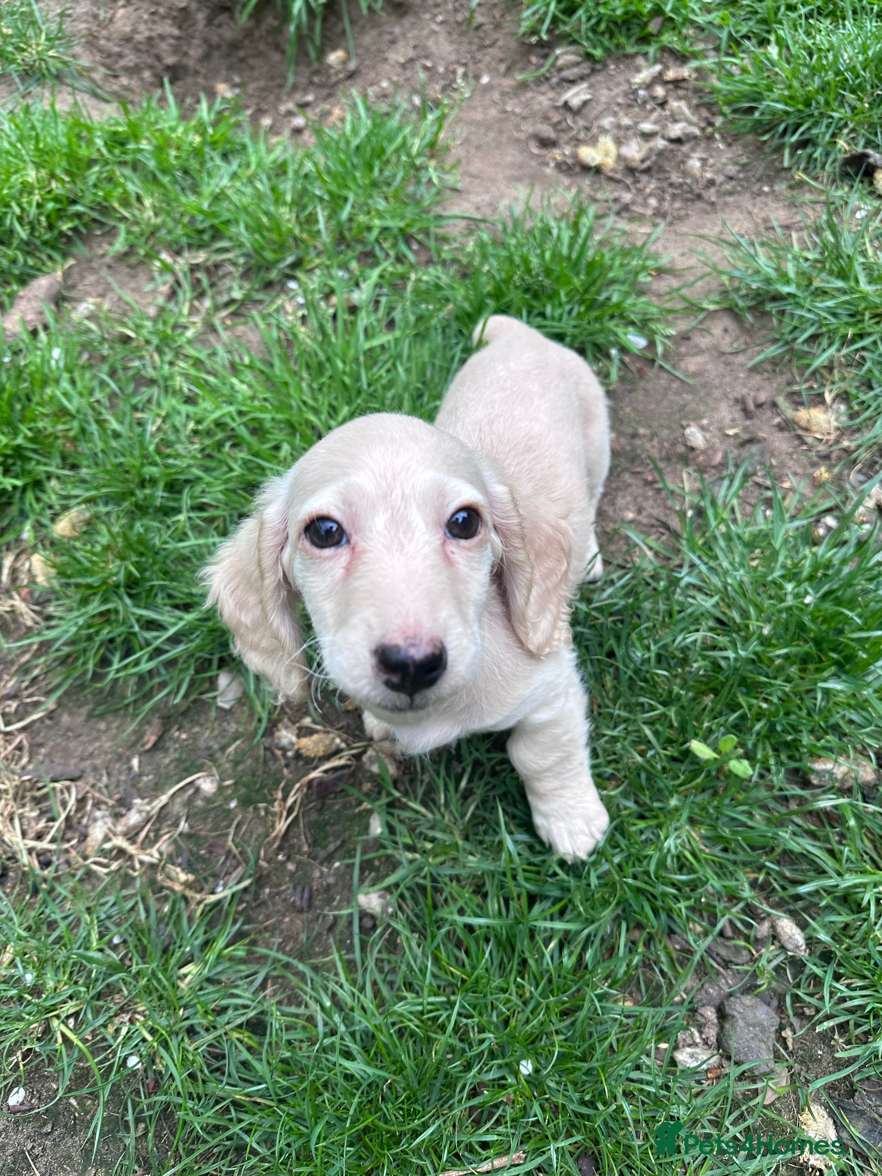 Miniature Dachshund dogs for sale: Miniature long haired dachshunds  - Advert 8