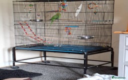 Ringnecks birds for sale: Beautiful male ringneck  - Image 6