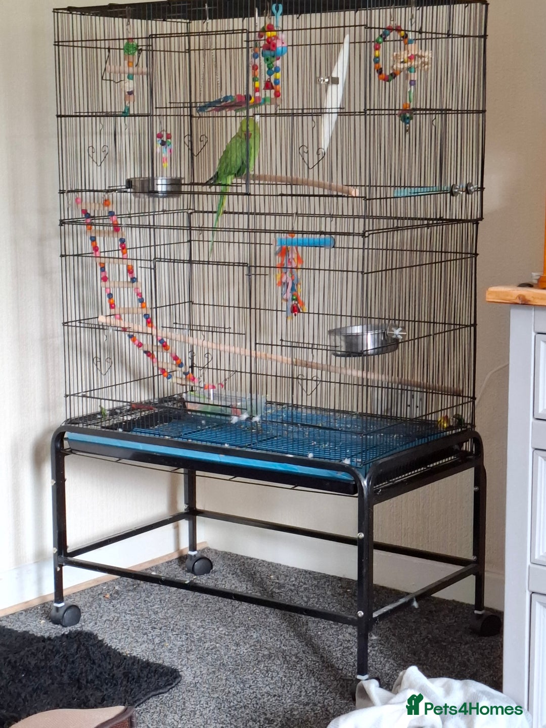 Ringnecks birds for sale: Beautiful male ringneck  - Image 6