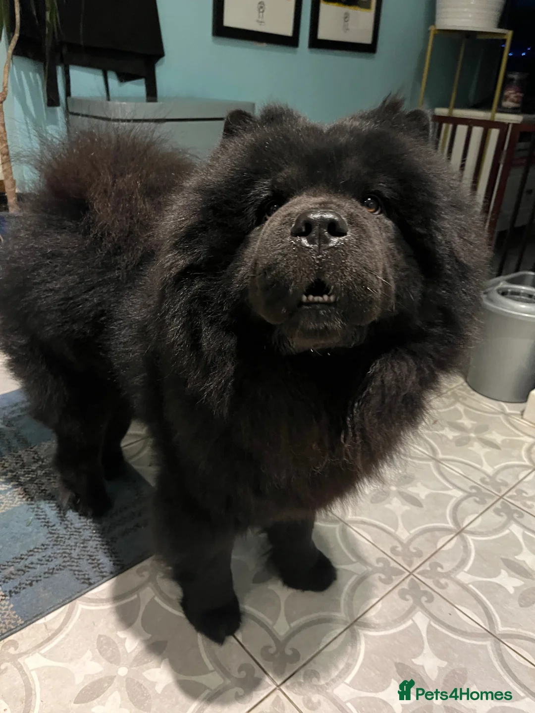 Chow Chow dogs for sale: Lovely Black 2year old Chow Chow boy KC registered in Bristol - Advert 3