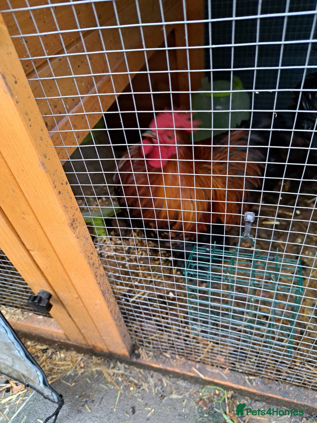 Chickens poultry for sale: Two Cockerel for Sale  - Advert 5