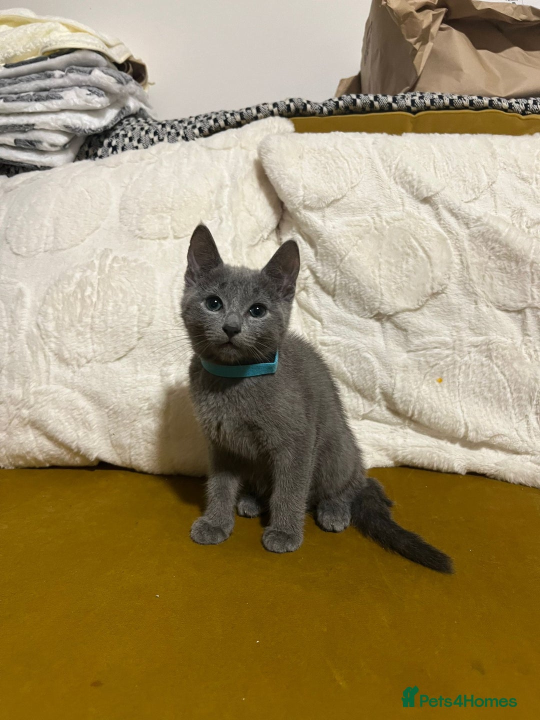 Russian Blue cats for sale: Gorgeous Championship Russian blue kittens  - Advert 9