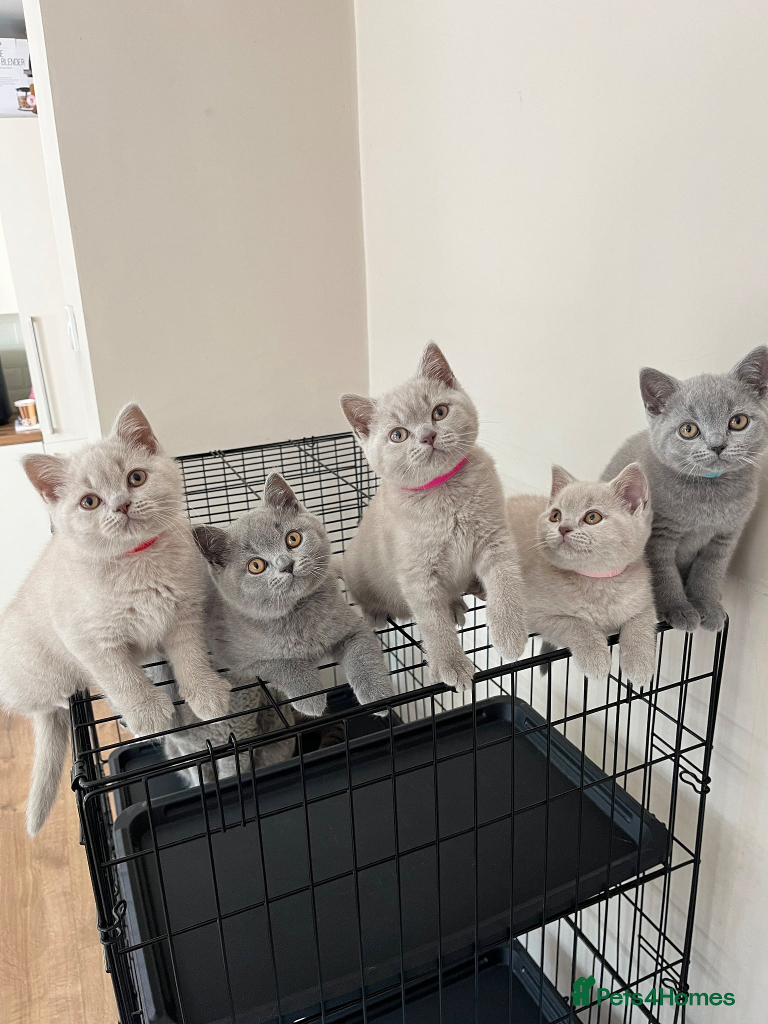 British Shorthair cats Lilac & Blue BSH’s GCCF available 11/06/26 🩵💜 - Advert 1