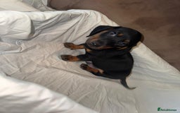 Dachshund dogs for sale: Two beautiful boys miniature dachshund puppies - Image 4