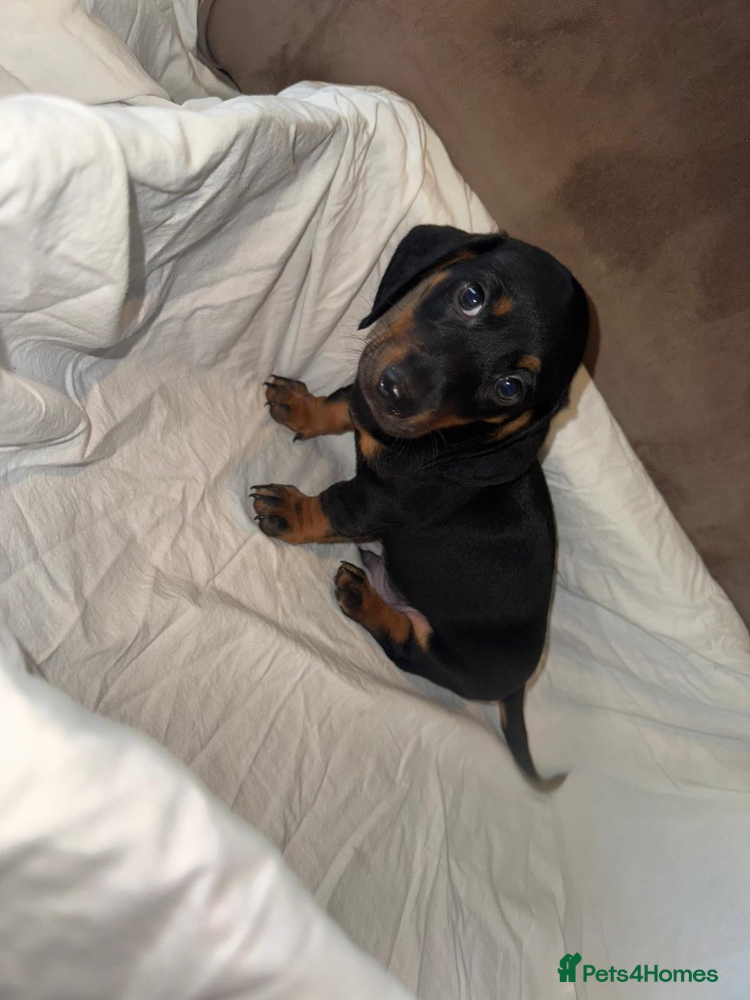 Dachshund dogs for sale: Two beautiful boys miniature dachshund puppies - Image 4