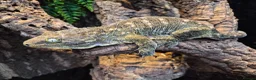 Frog reptiles for sale: white tree frogs. Green/black darts - Advert 8