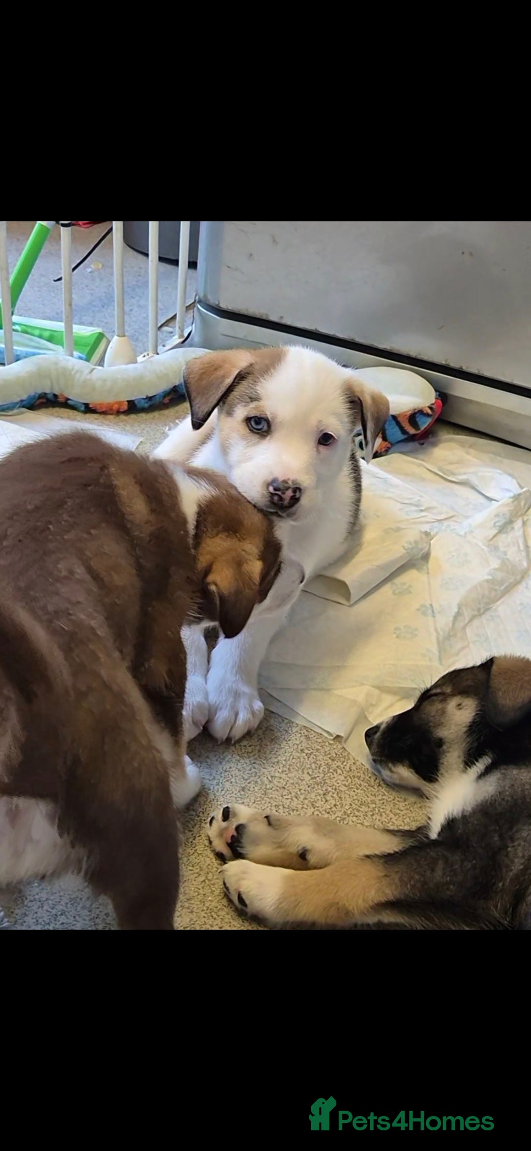 Mixed Breed dogs for sale: Husky mix puppies. Ready to leave! - Image 25