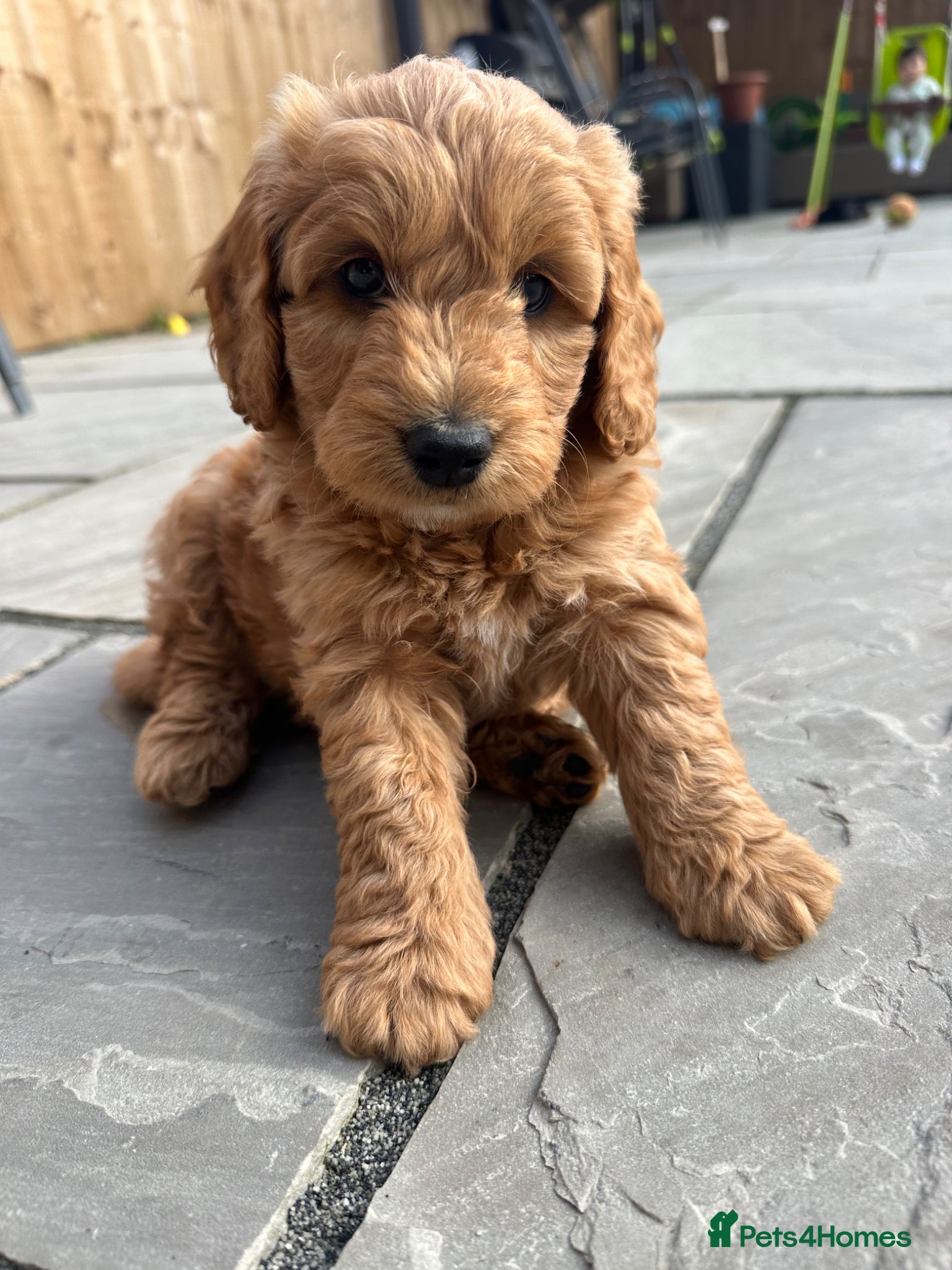 Cockapoo dogs 🌟FINAL MALE AVAILABLE🌟  - Advert 6