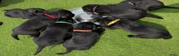 Labrador Retriever dogs for sale: 2 Boys Avaliable now for collection - Advert 11