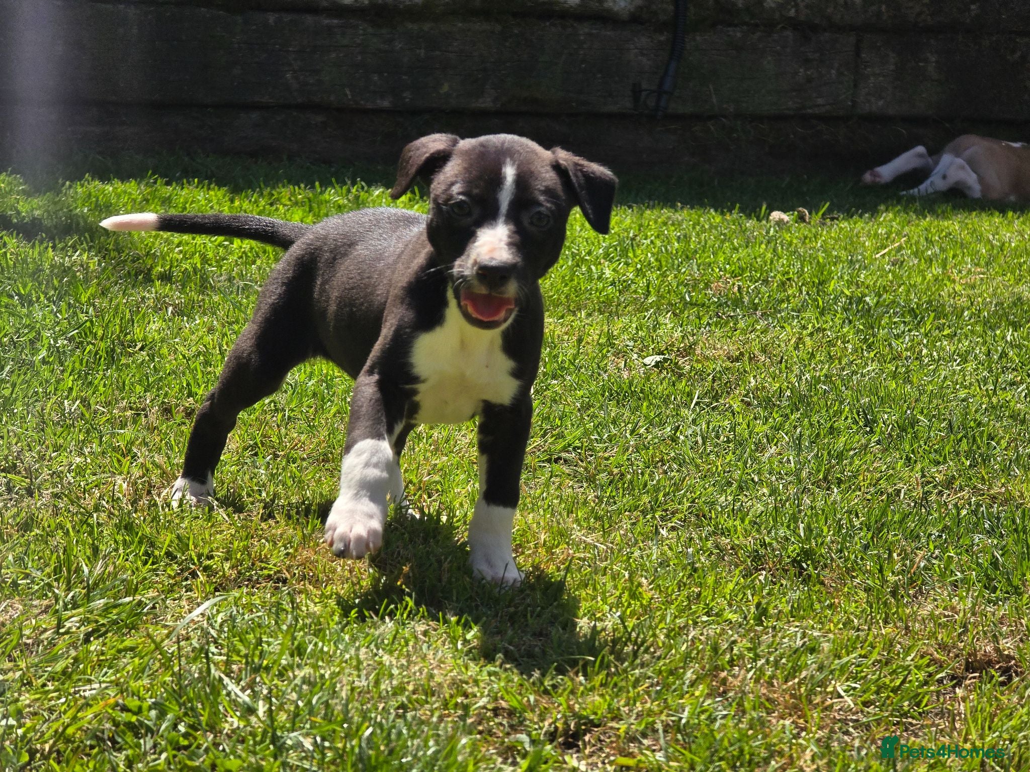 Mixed Breed dogs Whippet cross whippet lurcher - Advert 8