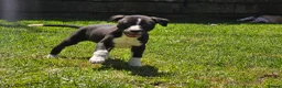 Mixed Breed dogs for sale: Whippet cross whippet lurcher - Advert 1