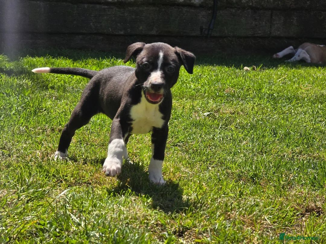 Mixed Breed dogs for sale: Whippet cross whippet lurcher - Advert 1
