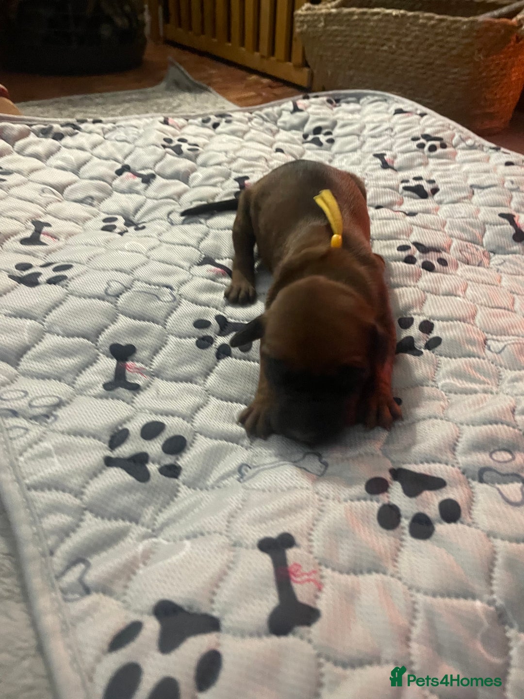 Rhodesian Ridgeback dogs for sale: Beautiful Rhodesian Ridgeback pups - Advert 13