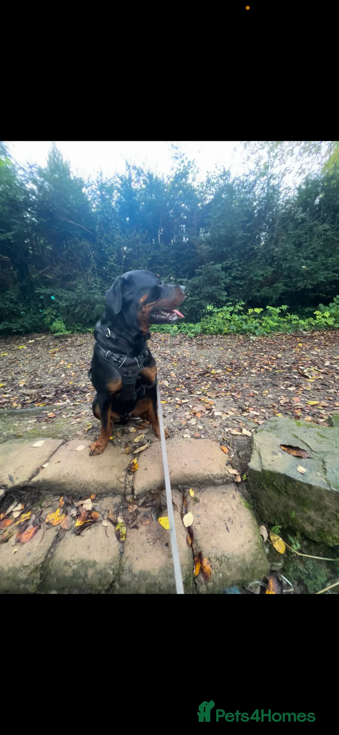 Rottweiler dogs for sale: 2 year old male full German  - Advert 22