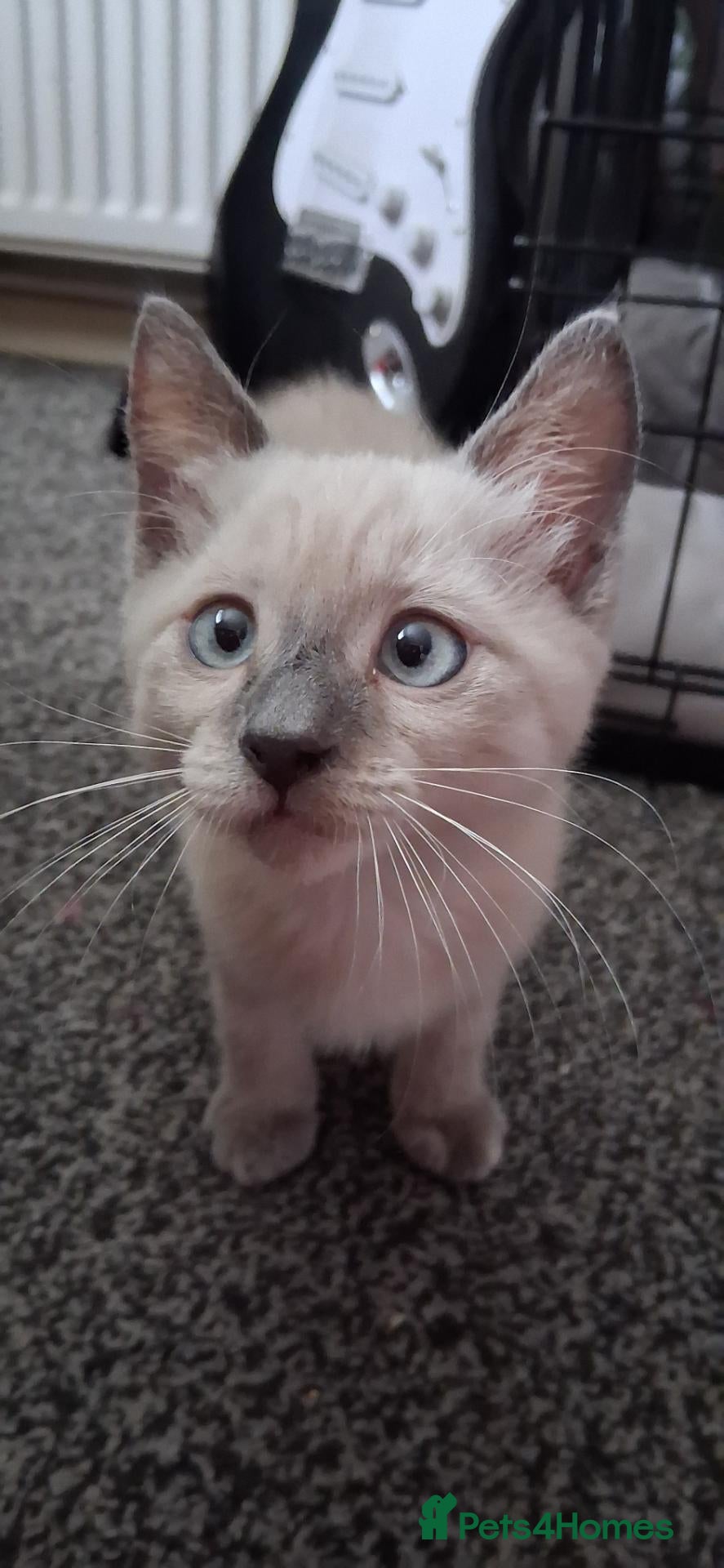 Mixed Breed cats Beautiful female kitten - Advert 1