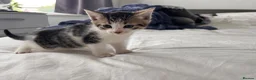 Mixed Breed cats for sale: 3 males, 1 female from loving family home - Advert 12