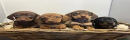 Miniature Dachshund dogs for sale: Miniature dachshunds ready for there new home - Advert 9
