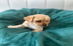 Mixed Breed dogs for sale: Pugs x chihuahua puppies for sale - Image 6