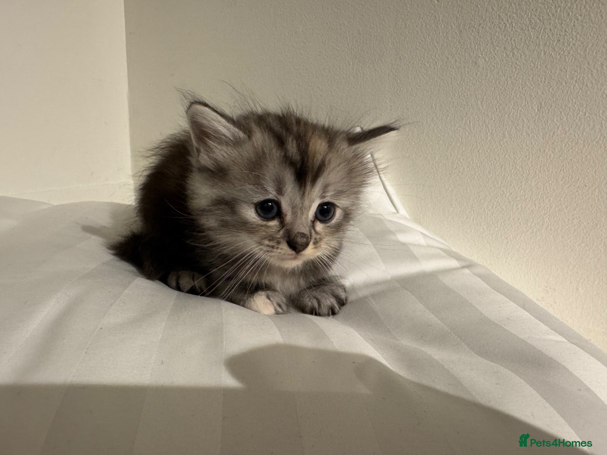 Scottish Fold cats Beautiful Scottish straight  - Advert 1