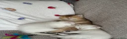 Scottish Fold cats for sale:  Beautiful Scottish Kittens  - Advert 9