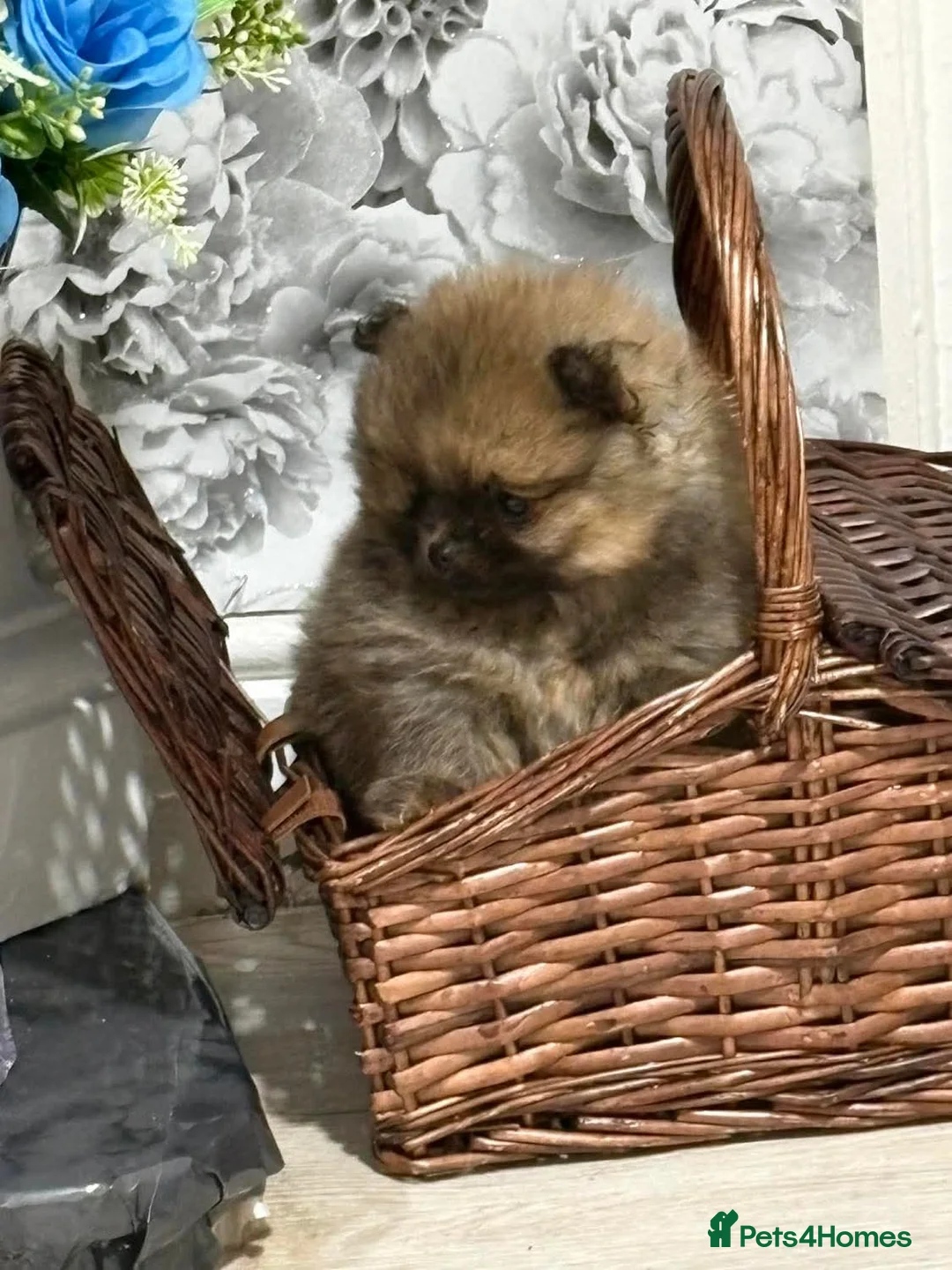 Pomeranian dogs for sale: 2 amazing boy Pomeranian puppies  - Advert 4