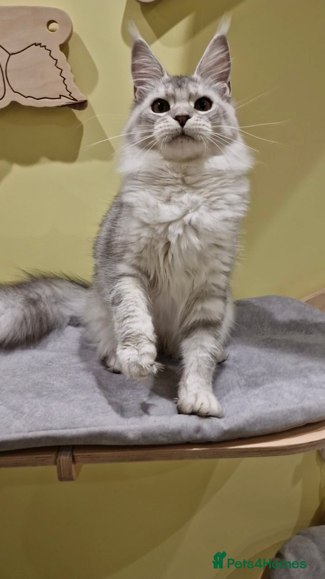 Maine Coon cats for sale: 🌟Exceptional Purebred Maine Coon girls🌟 - Advert 6