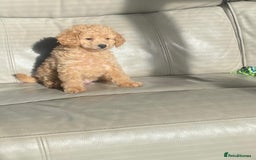 Toy Poodle dogs for sale: Beautiful Toy Poodle Puppy - Advert 10