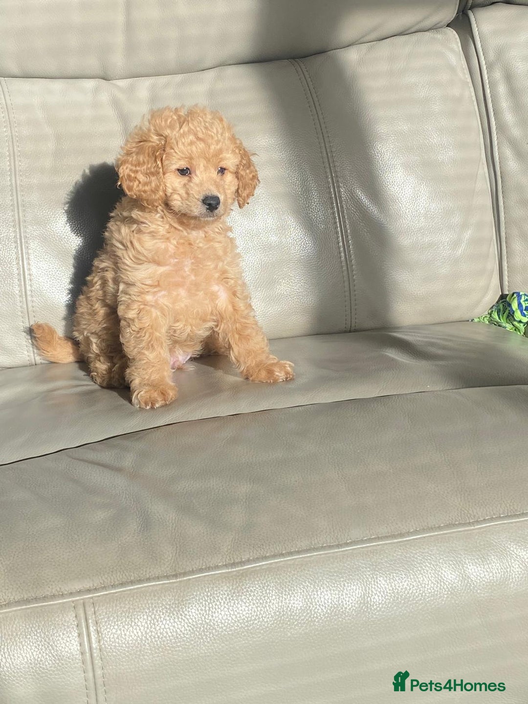 Toy Poodle dogs for sale: Beautiful Toy Poodle Puppy - Advert 10