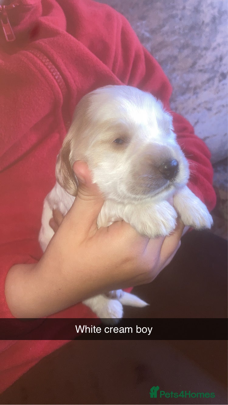 Cockapoo dogs 8 cockapoo puppys - Advert 4