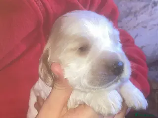 Cockapoo dogs 8 cockapoo puppys - Advert 4