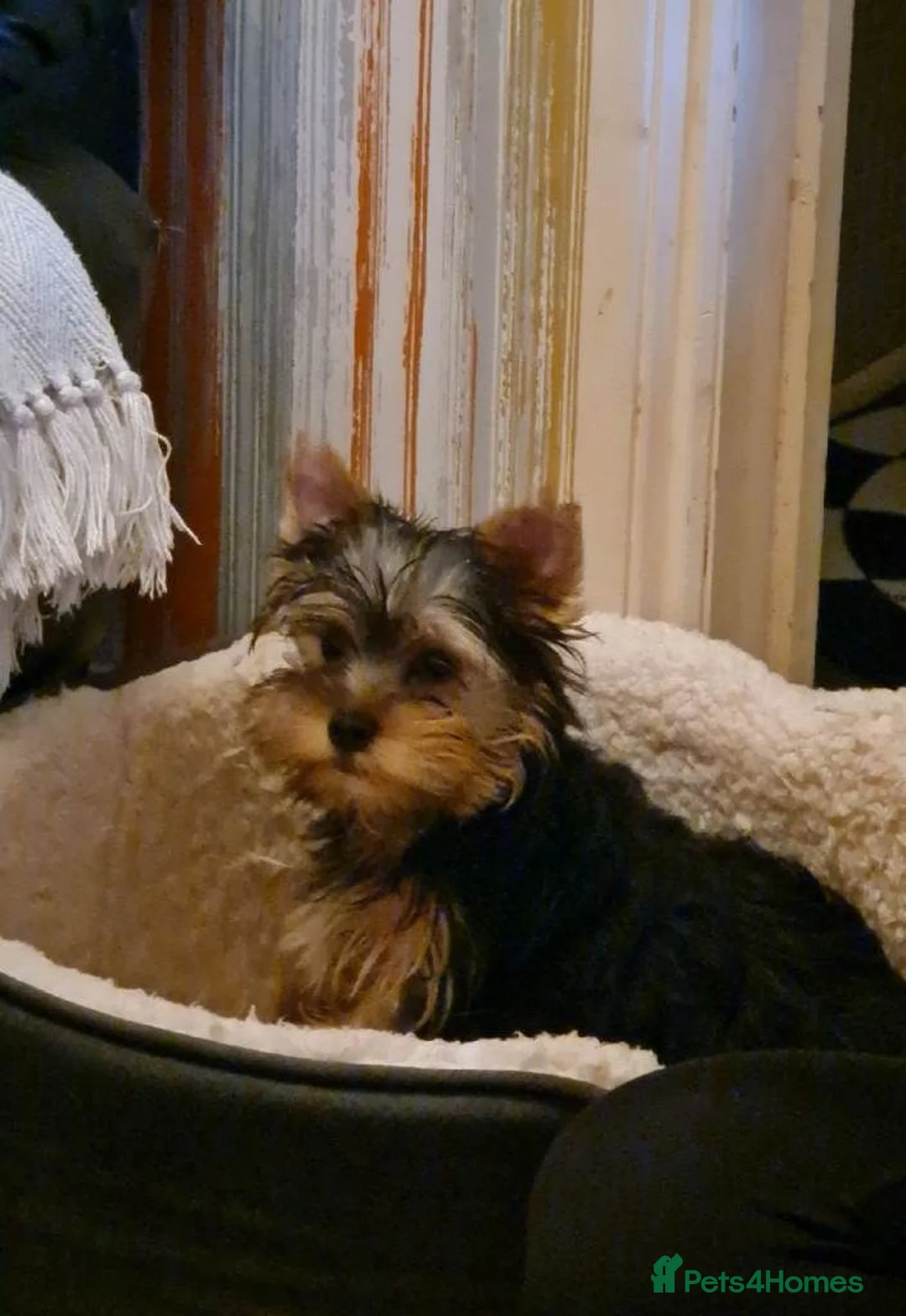 Yorkshire Terrier dogs for sale: Adorable Yorkshire Terrier Puppies in Sandhurst - Advert 3