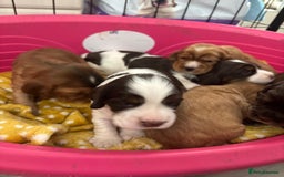 Cocker Spaniel dogs for sale: KC reg Cocker Spaniel Puppies, council licensed  - Image 9