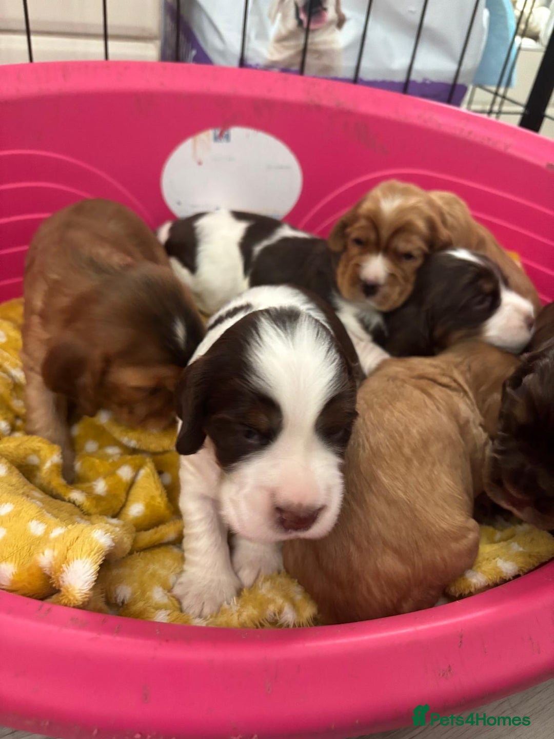 Cocker Spaniel dogs for sale: KC reg Cocker Spaniel Puppies, council licensed  - Image 9