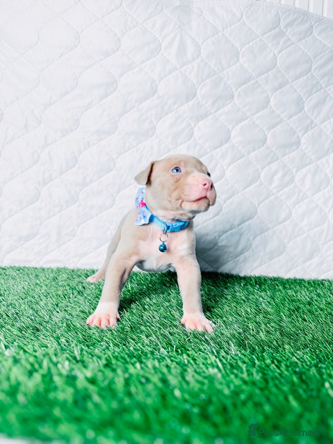 American Bully dogs for sale:  Bully x Staffie pups (2 Boys left) - Advert 25