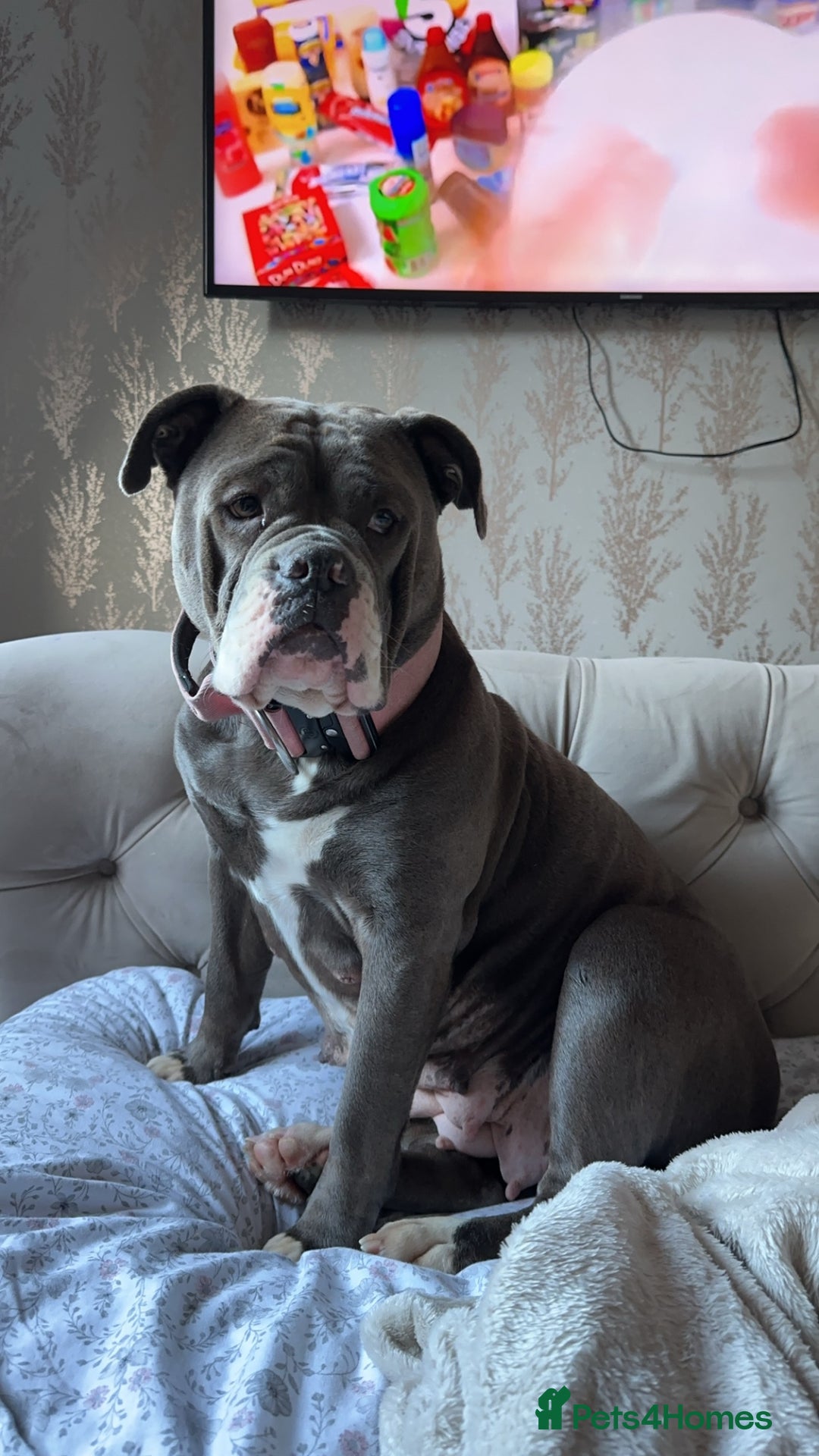 Olde English Bulldogge dogs for sale: Olde English bulldog - Image 4