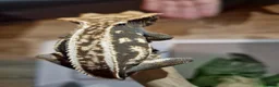 Gecko reptiles for sale: ✨️Pretty male crested gecko.✨️ frog butt 🐸 - Advert 7