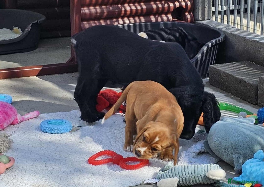 Bocker dogs for sale: Beautiful Bocker Boys - Ready Now - Image 7