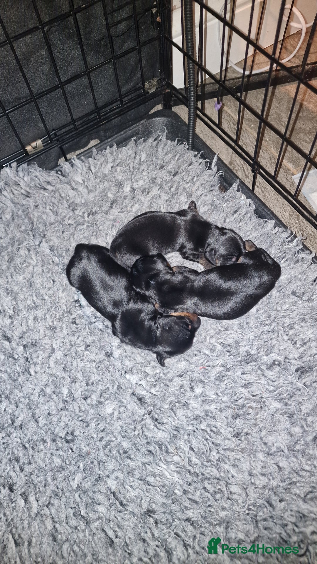 Miniature Dachshund dogs for sale: Beautiful Pedigree Minature Dachshunds Black & Tan - Advert 10