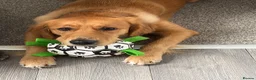 Golden Retriever dogs for stud: Looking for a stud for my Golden retriever female in Darwen - Advert 5
