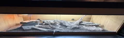 Monitor reptiles for sale: Ackie Monitor & Set Up - Advert 4