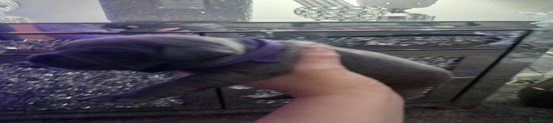 Staffordshire Bull Terrier Puppy 4