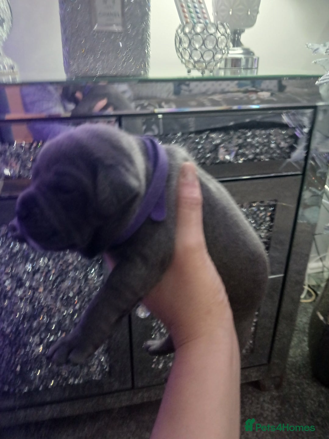 Staffordshire Bull Terrier dogs for sale: Staffordshire bull terriers puppy's  - Advert 4