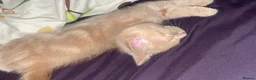 Mixed Breed cats for sale: Beautiful Cream Male Kitten  - Advert 3