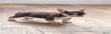 French Bulldog Puppy 4