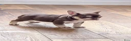 French Bulldog dogs for sale: Top Quality french bulldog puppies Available  - Advert 3