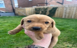 Labrador Retriever dogs for sale: Beautiful fox red Labrador pups 🐶  - Image 26