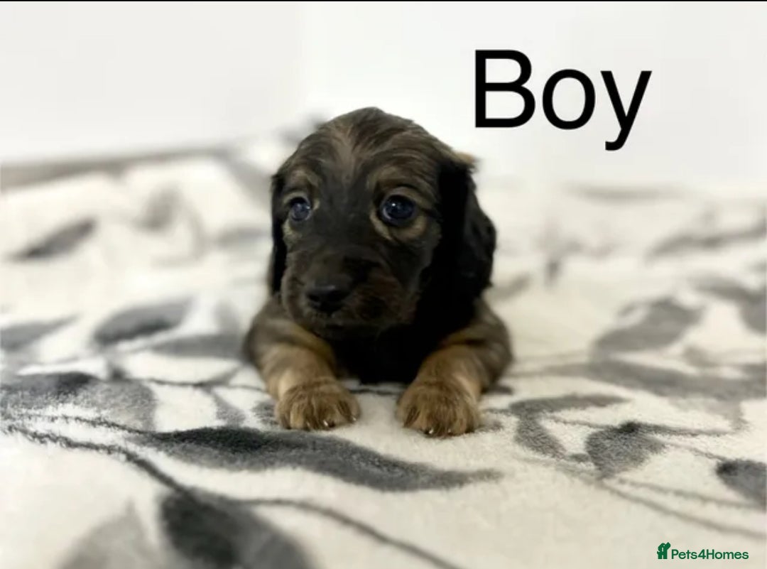 Miniature Dachshund dogs for sale: Miniature longhair dachshunds health test parents  - Image 14