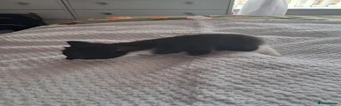 Bengal Kitten 2